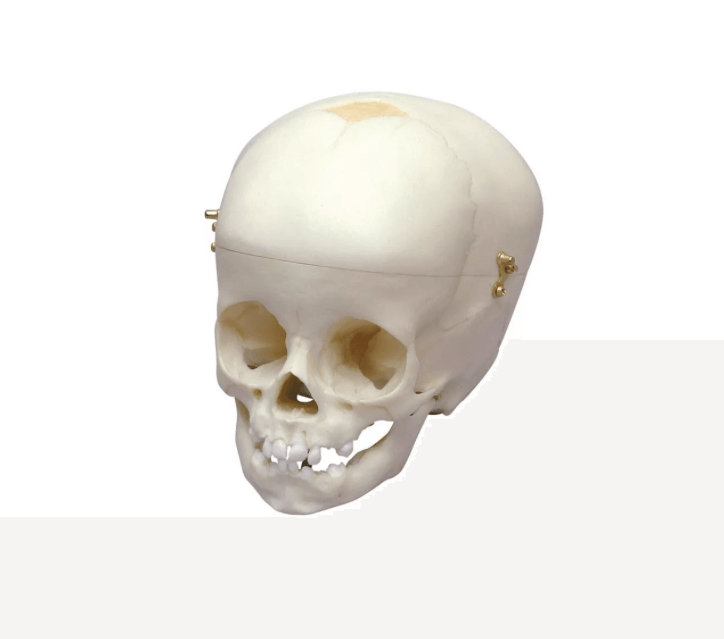 Kinderschädel, 12 Monate – hochwertiger Naturabguss mit abnehmbarer Schädeldecke - Erler - Zimmer